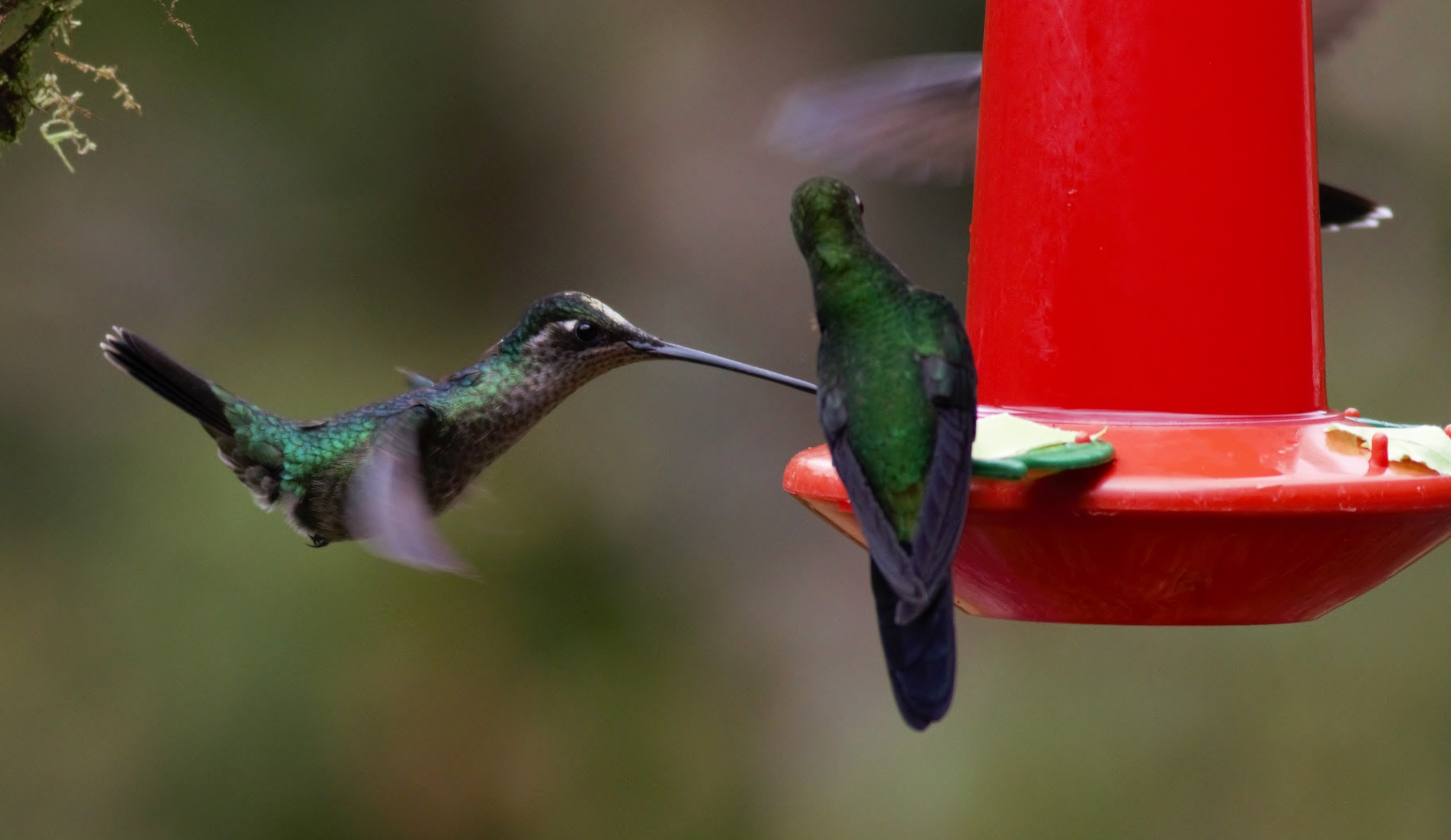Green Hermit